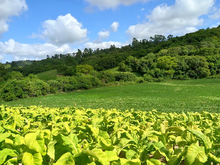 49 Hectares em Quevedos